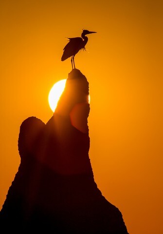 Heron against a rising sun, Botswana, Okavango Delta